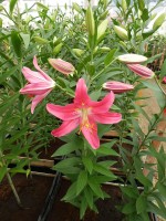 [4352 Viviana VZ No01.JPG]